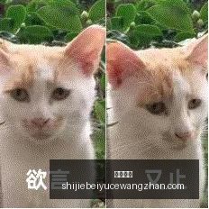 何勇生前生,活全记录,一次难忘的,火博体育,火博平台,体育赛事,火博娱乐,体育竞猜